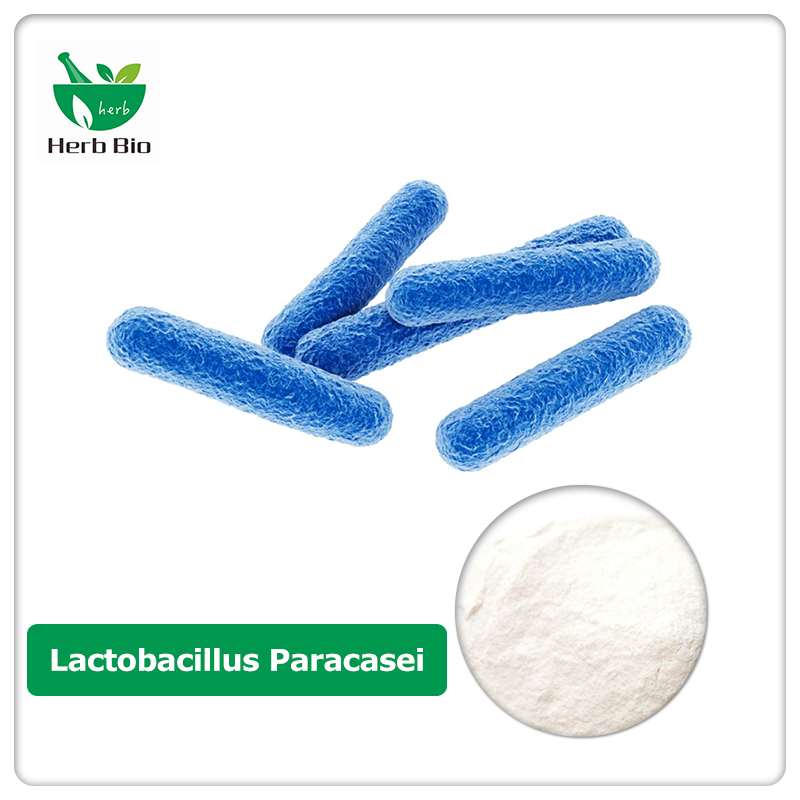 Lactobacillus Paracasei