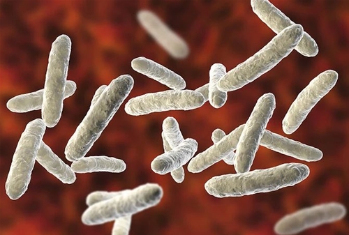 Lactobacillus Salivarius