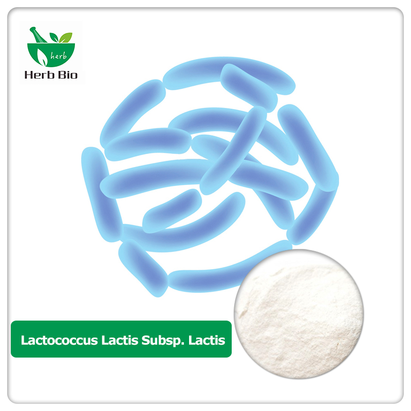 Lactococcus Lactis Subsp. Lactis