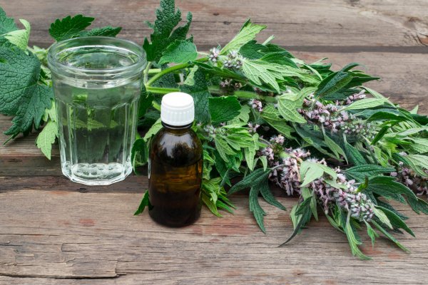 Motherwort Extract