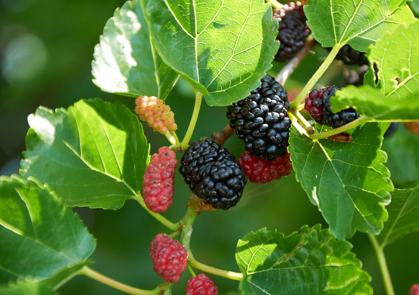 Mulberry Extract