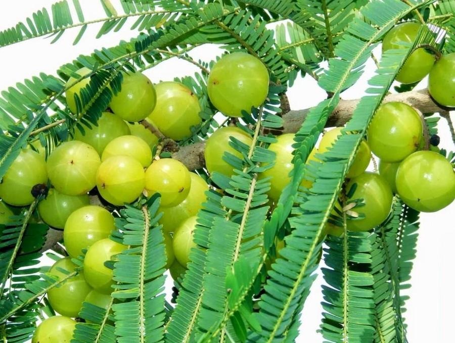 Organic Amla Fruit Powder