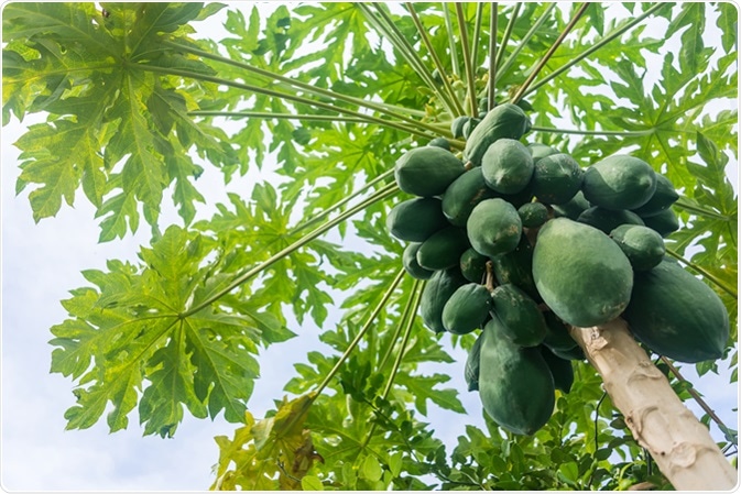 Papaya Leaf Extract