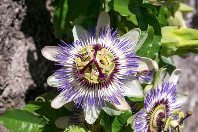 Passionflower extract