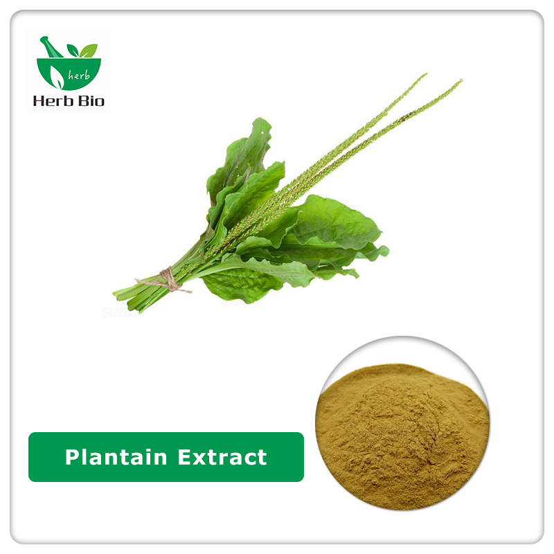 Plantain Extract