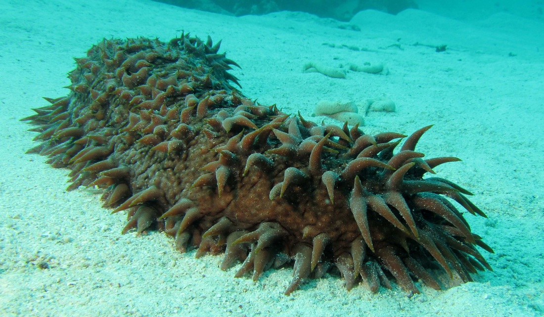 Sea Cucumber Extract