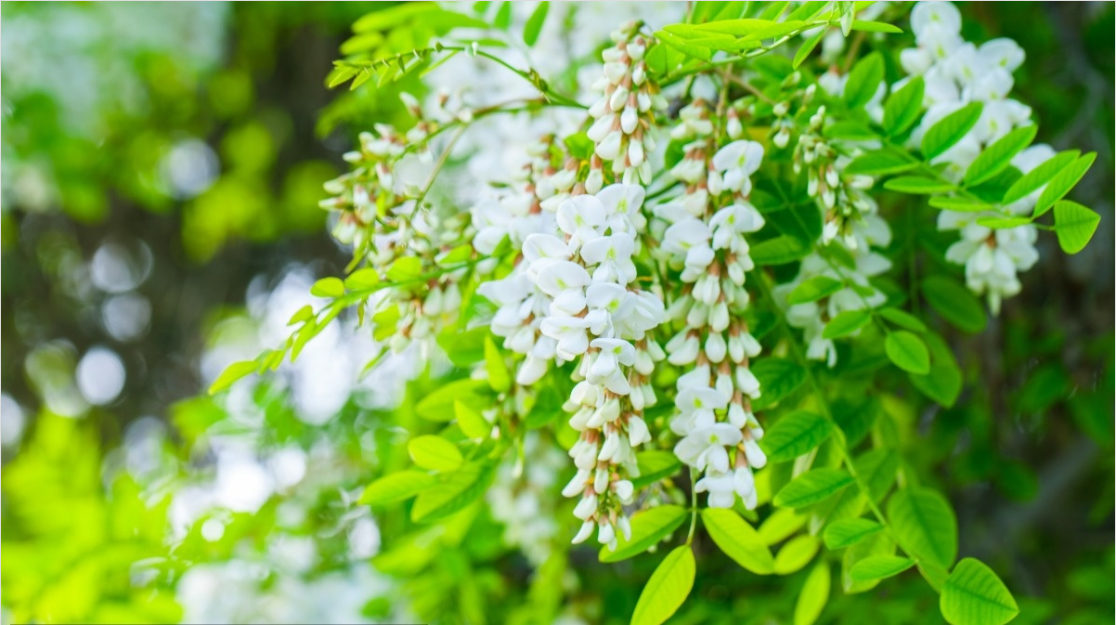 Sophora japonica extract