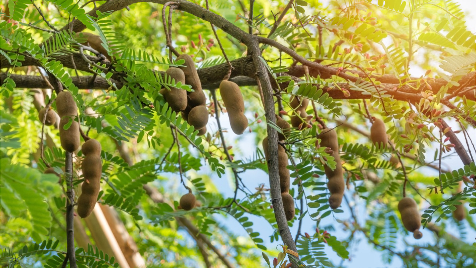 Tamarind Extract