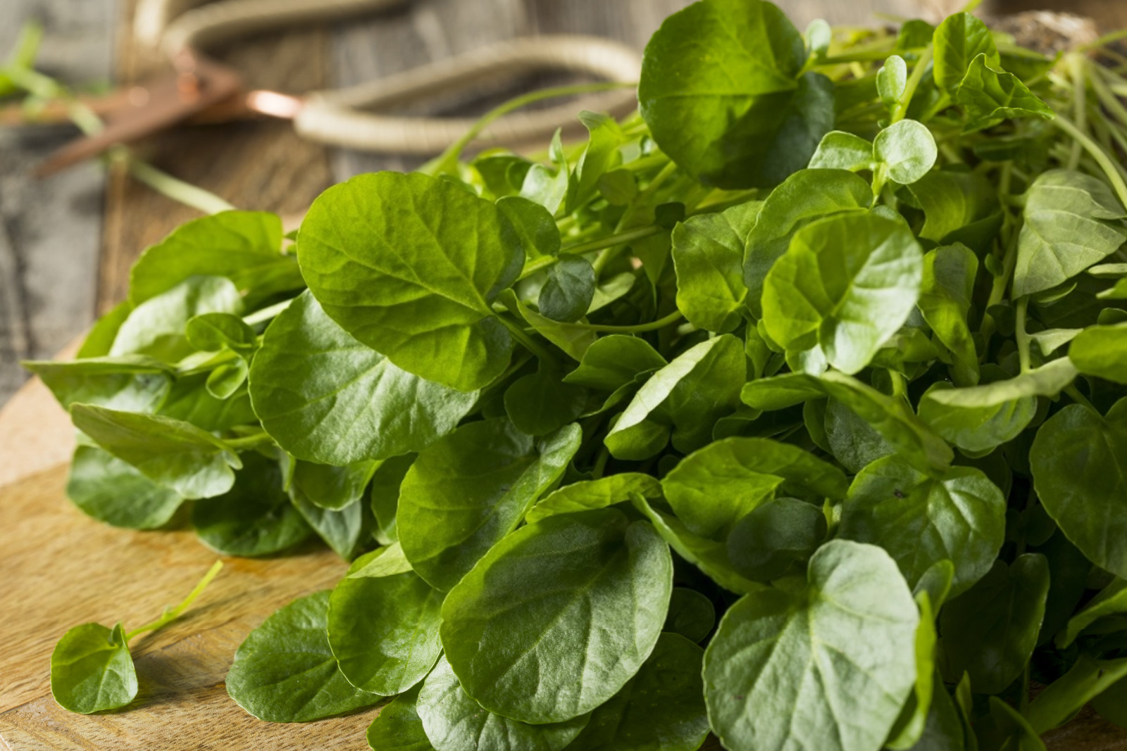 Watercress Extract