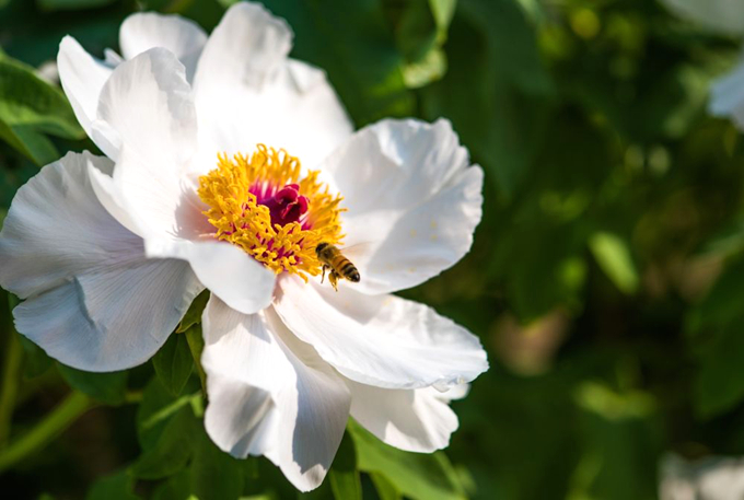 White peony extract