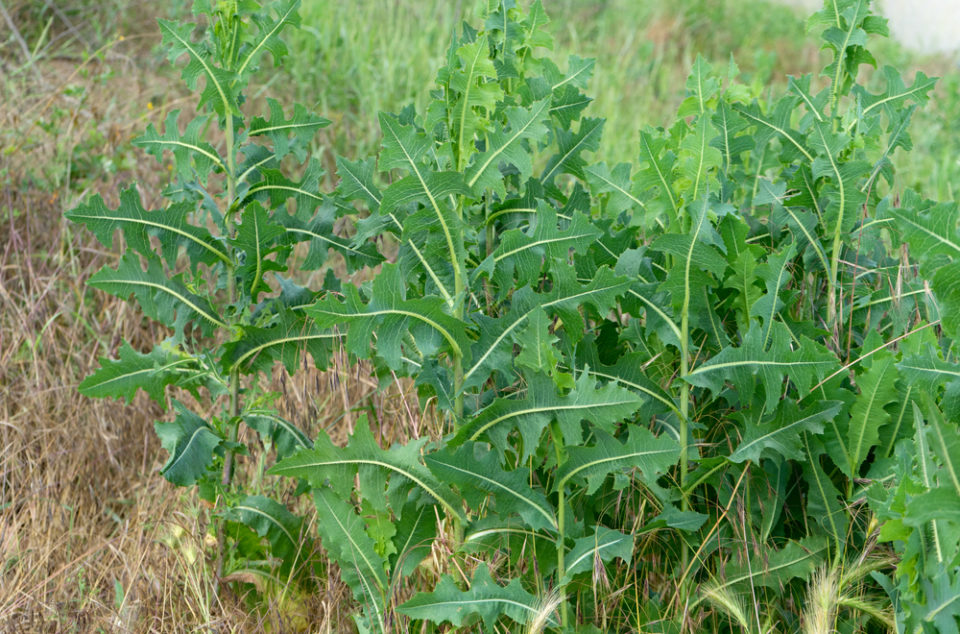 Wild Lettuce Extract