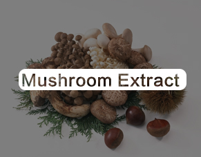 Mushroom Extract Wholesale 