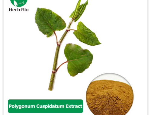 Polygonum Cuspidatum Extract