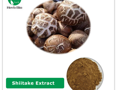 Shiitake  Extract