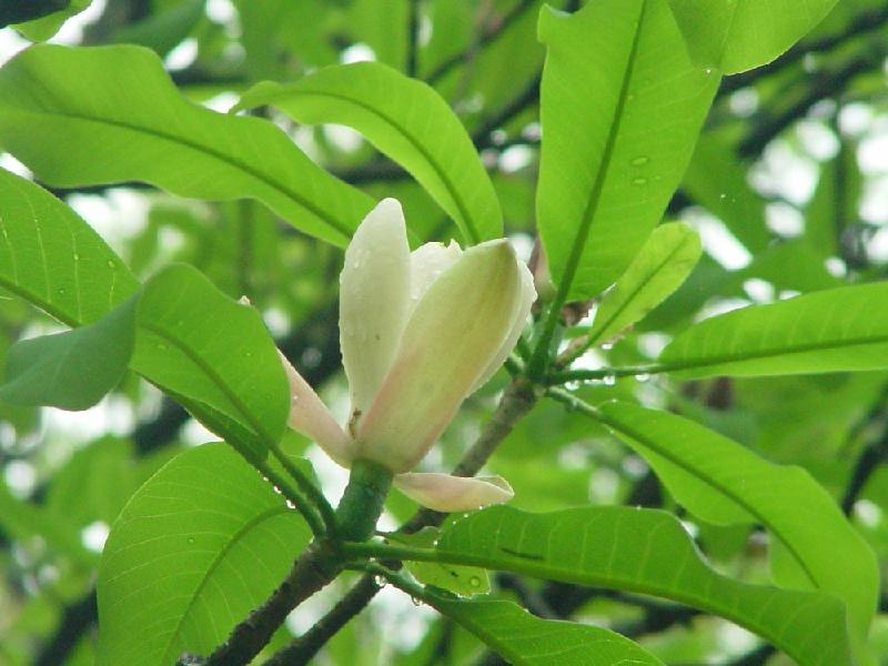 Magnolia Bark Extract