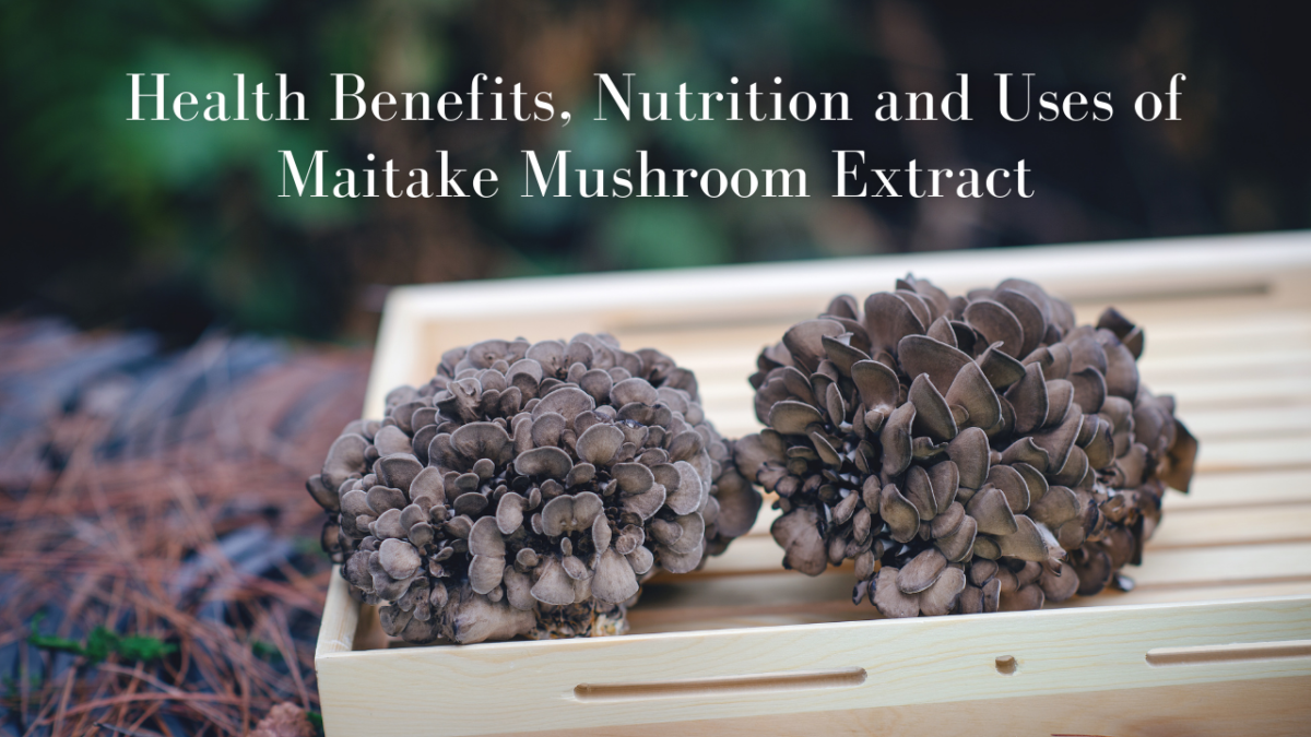 Maitake Mushroom: Health Benefits, Nutrition and Uses - Xi’an Herb Bio