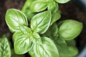 Basil