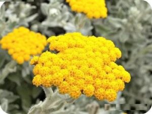 Helichrysum