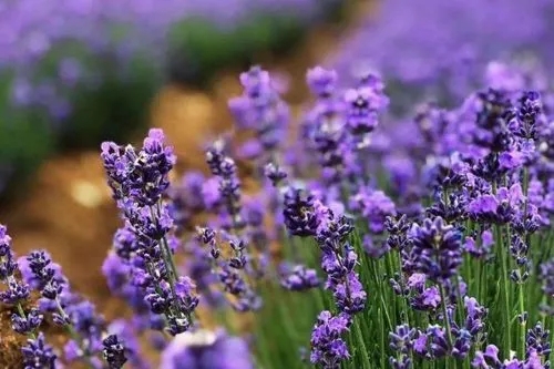 Lavender