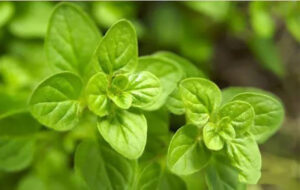 Oregano