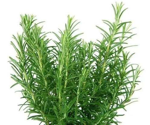 Rosemary