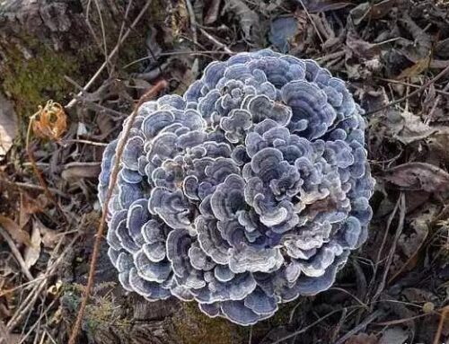 What is Turkey Tail Extract Used For?