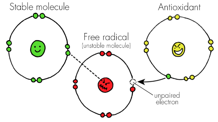 Antioxidant extract