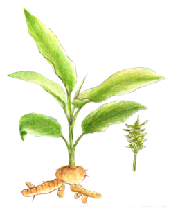 Turmeric plant