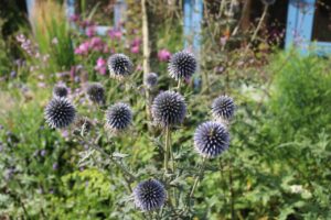 globethistle