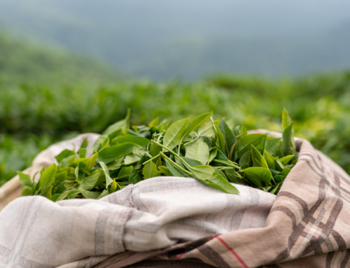 Green Tea Polyphenols: The Ultimate Antioxidant Powerhouse for Health, Beauty, and Wellness