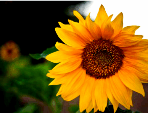 Sunflower Lecithin: The Cost-Saving Secret Weapon You Didn’t Know About