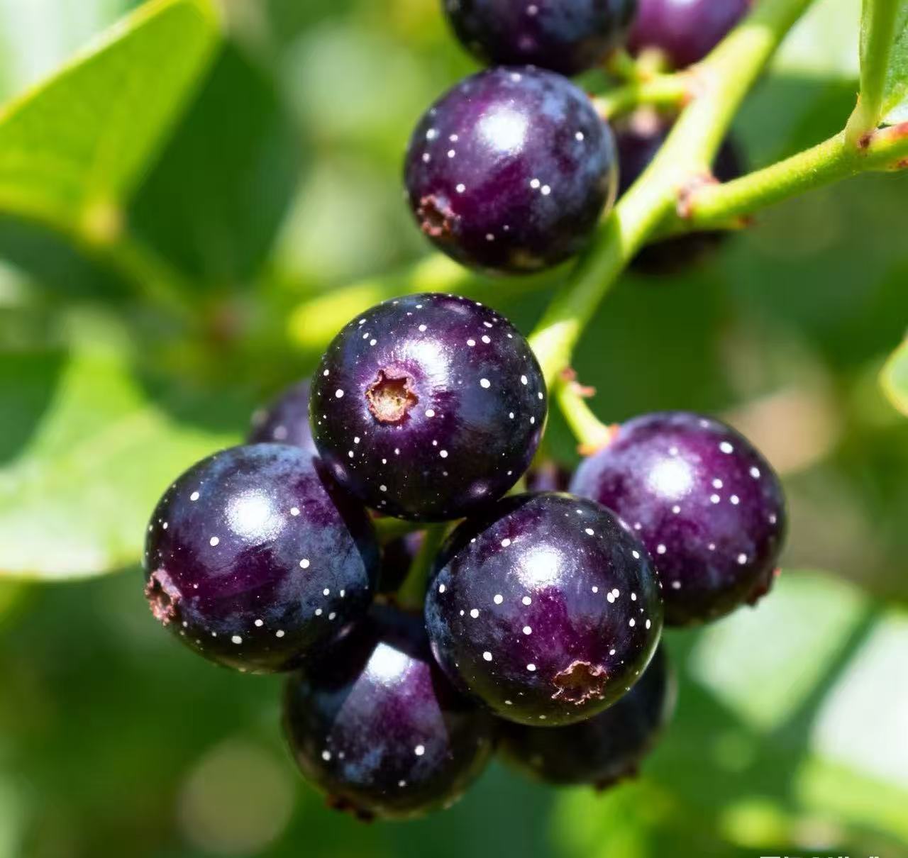 Aronia Berry Powder Aronia Berry Powder