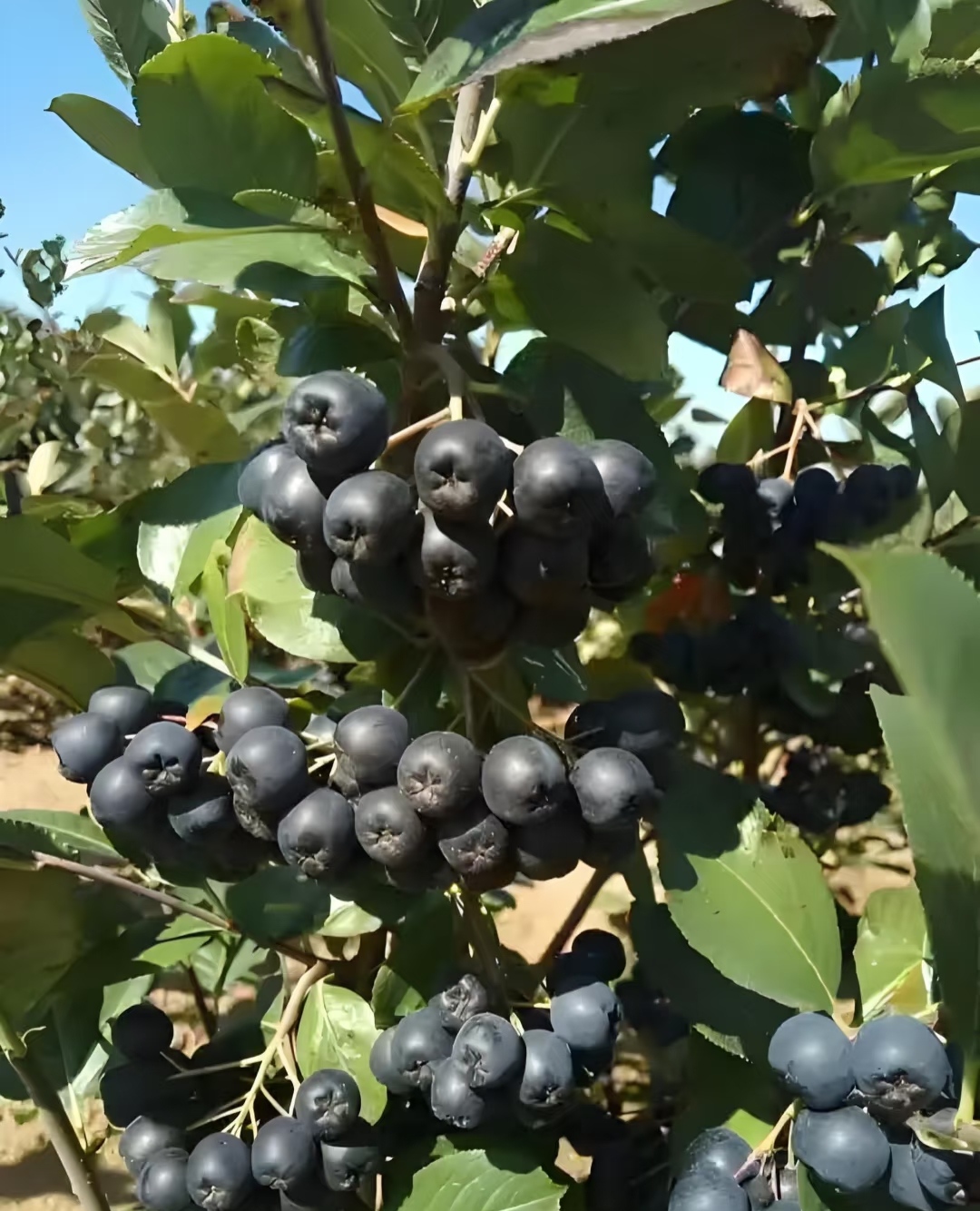 Aronia
