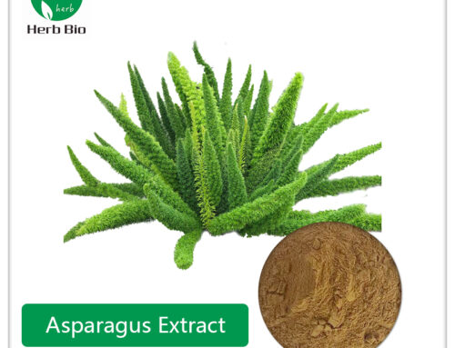 Asparagus Extract