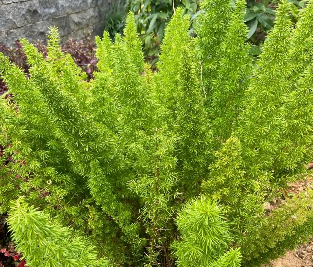 Asparagus
