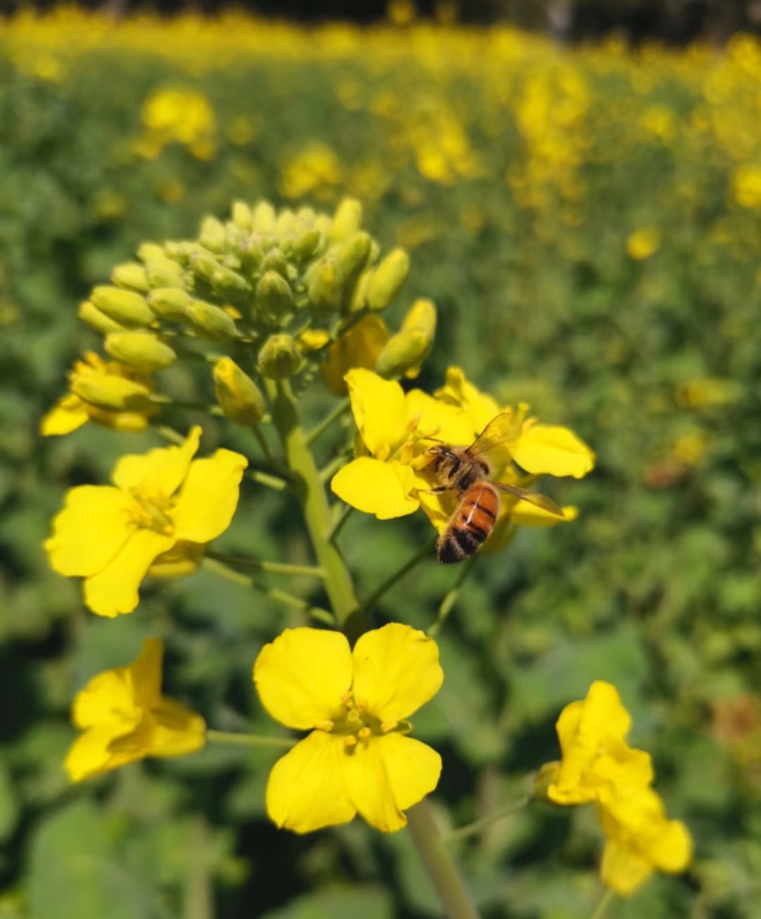 Bees are busy picking honey.