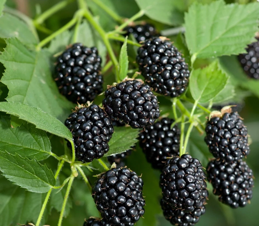 Blackberry