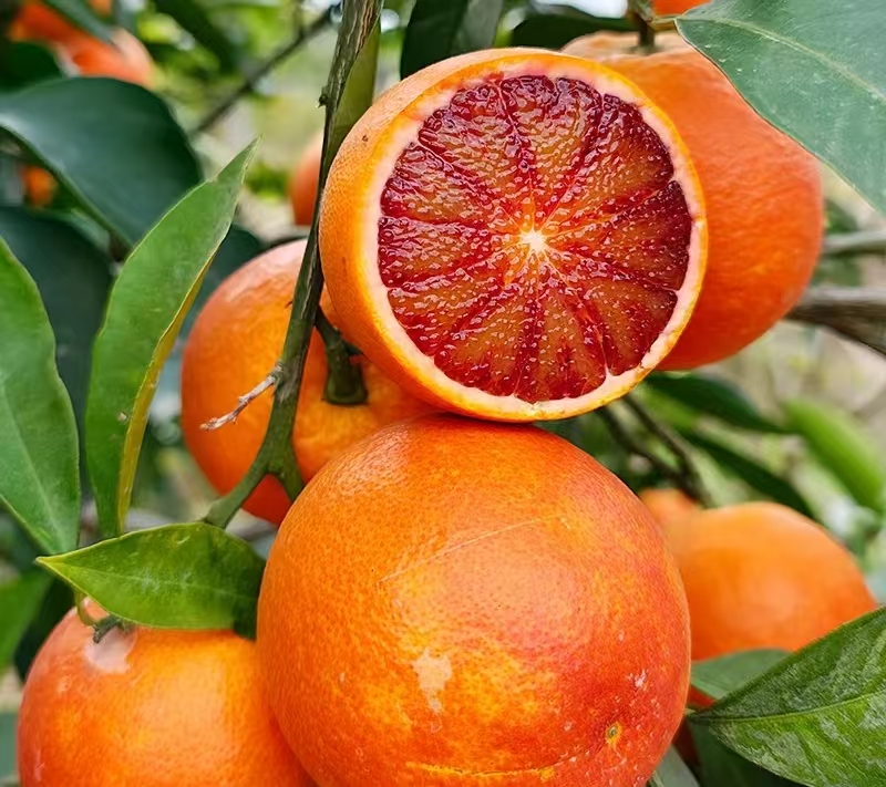 Blood Orange