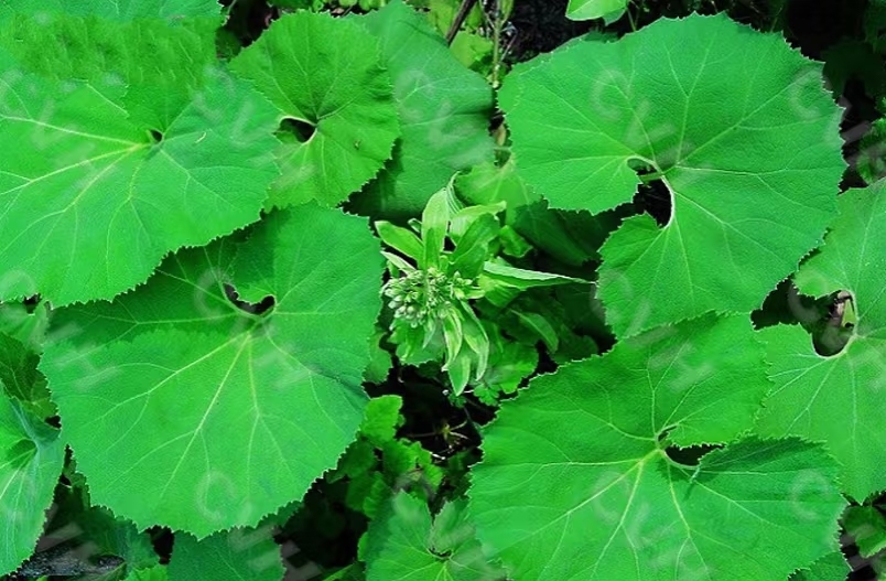 Butterbur