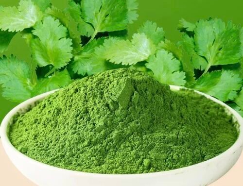 “Tiny Coriander Powder, Huge Global Business Opportunities”