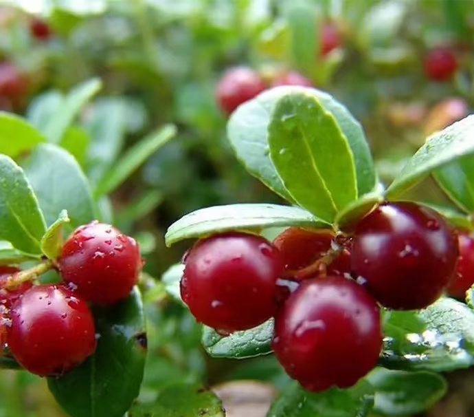 Cranberry