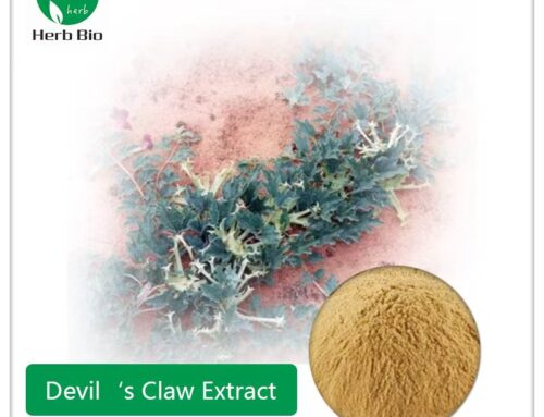 Devil‘s Claw Extract