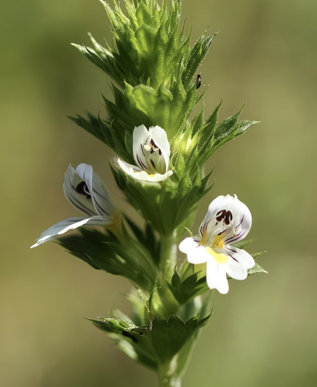 Eyebright