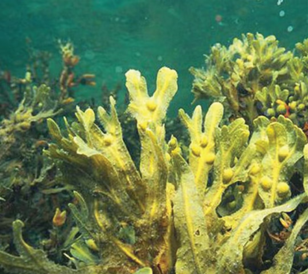 Fucus Vesiculosus
