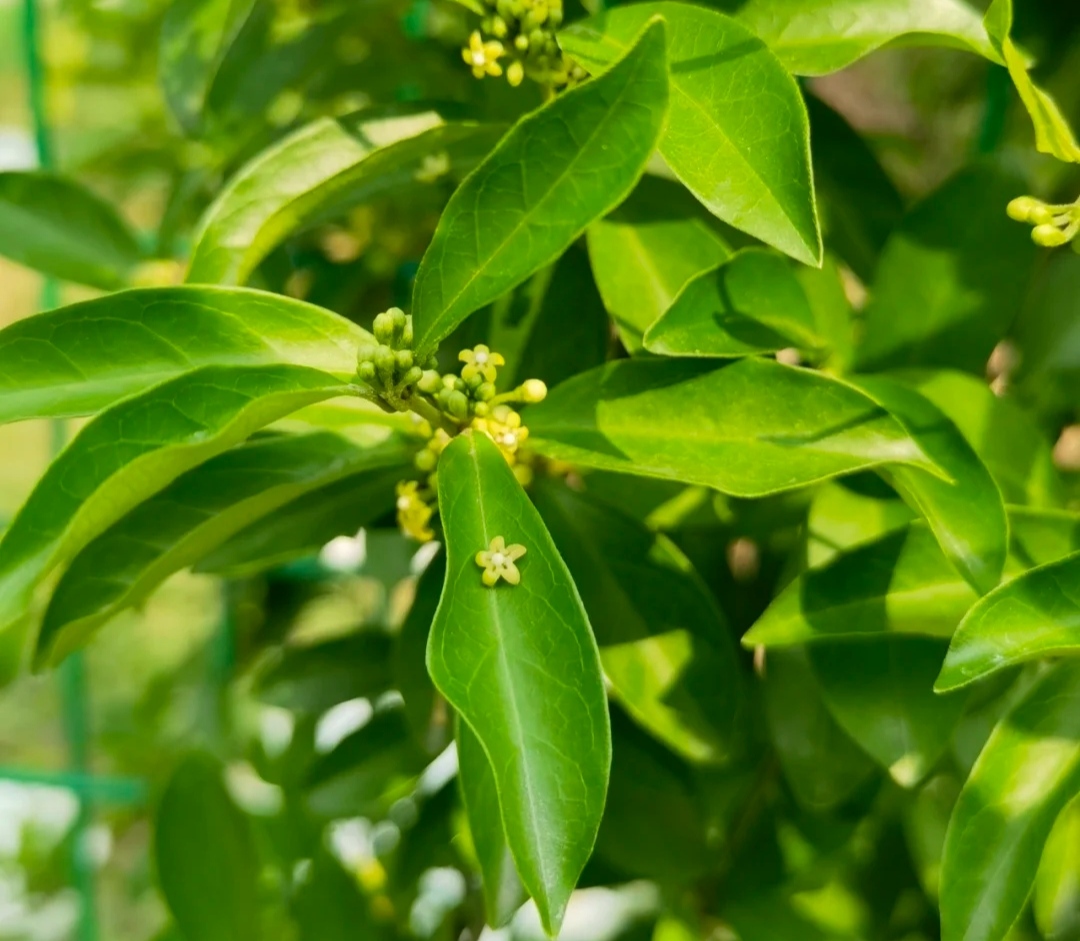 Gymnema Sylvestre
