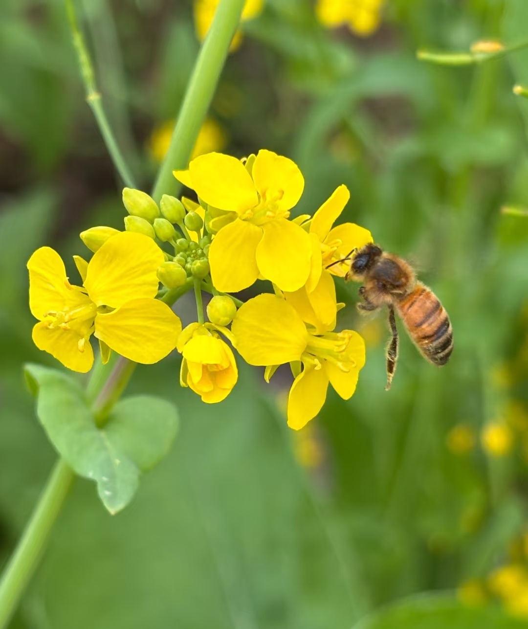 Honey bees