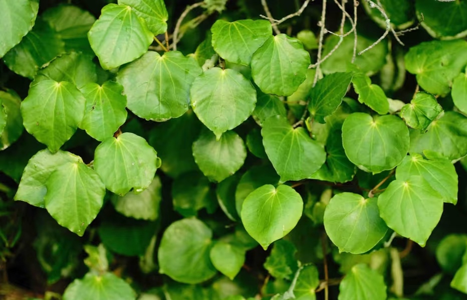 Kava