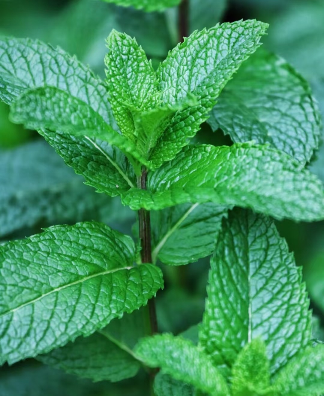 Lemon Balm
