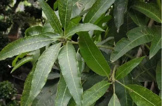 Mango Leaf
