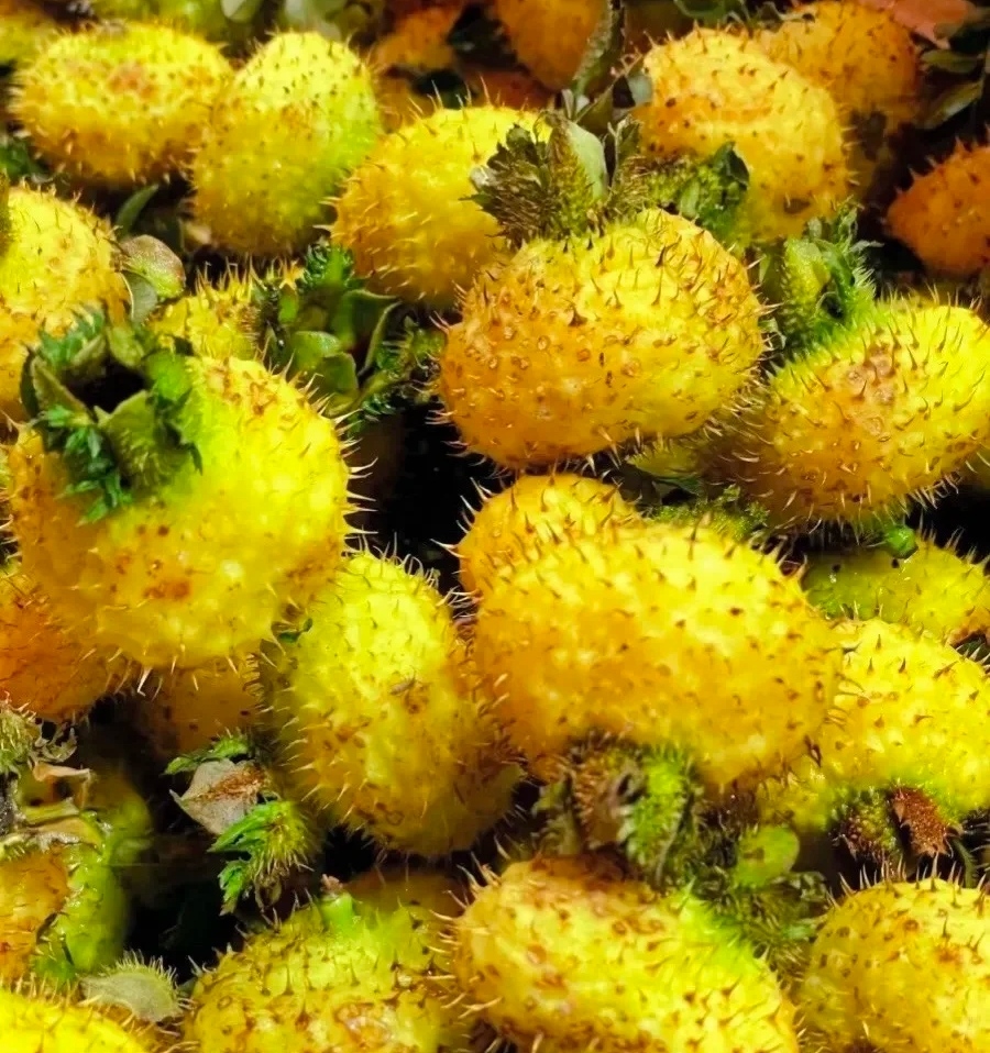 PRICKLY PEAR